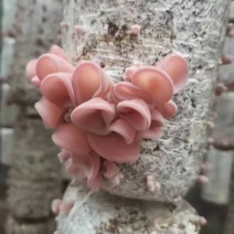蘑菇粉耳菌菇基地直销量大价优质优支持视频看货采购