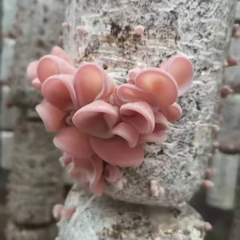 蘑菇粉耳菌菇基地直销量大价优质优支持视频看货采购