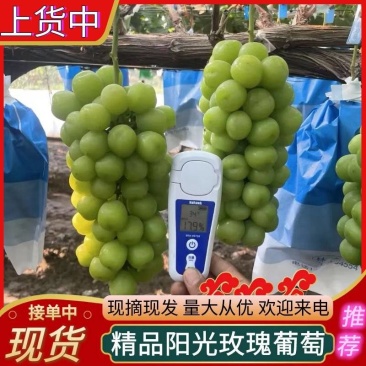 【精】阳光玫瑰葡萄大量出库，糖度高果型好/对接商超电商