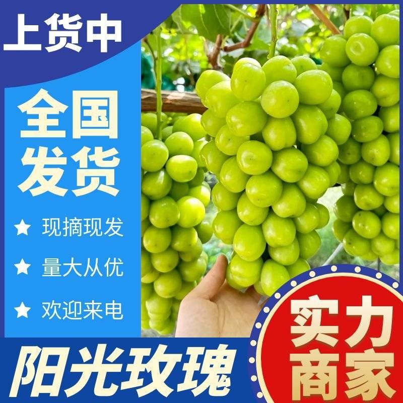 陕西阳光玫瑰&陕西葡萄大量供应口感甜含糖高全国发货