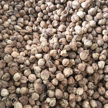 白豆蔻白蔲1斤起批现货供应批发各种中药材量大优