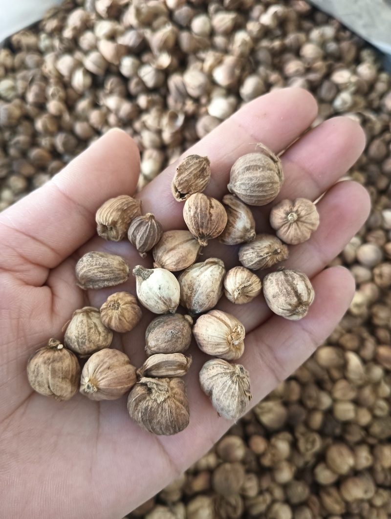 白豆蔻白蔲1斤起批现货供应批发各种中药材量大优