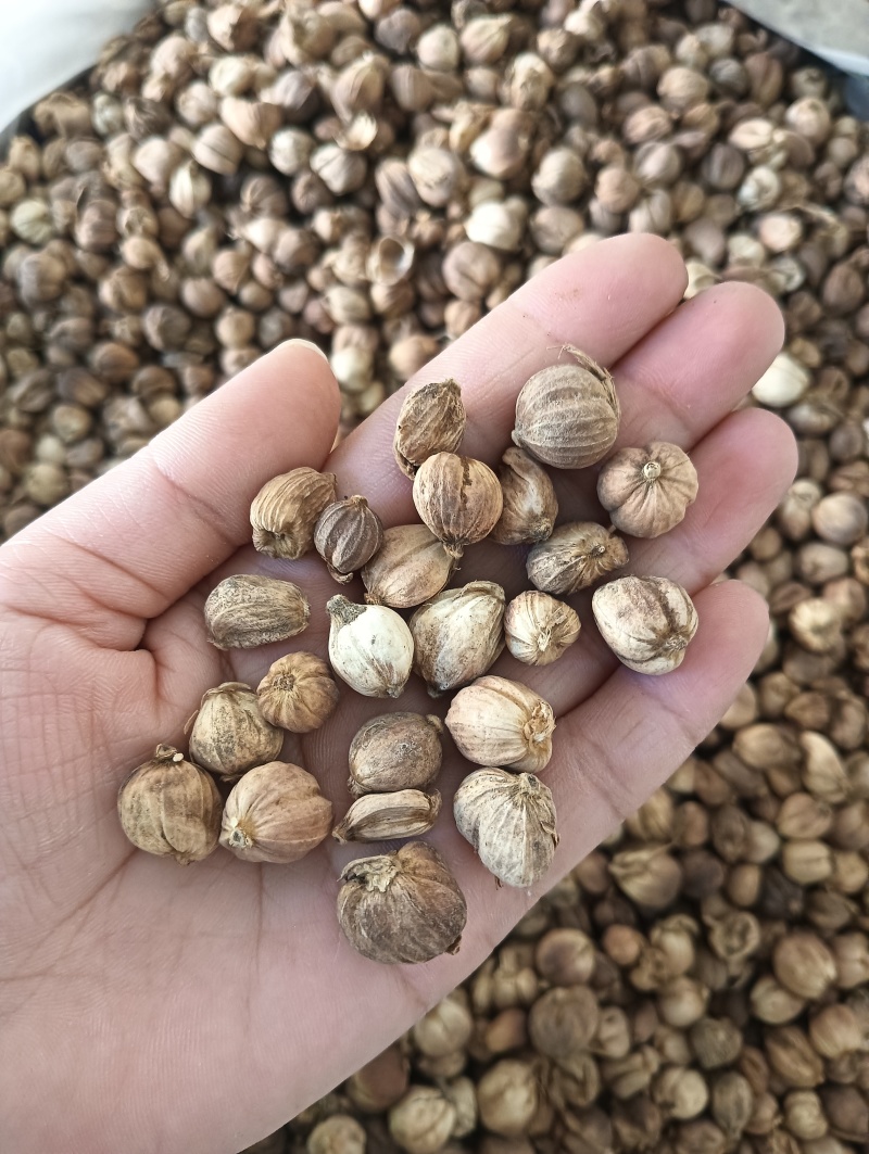 白豆蔻白蔲1斤起批现货供应批发各种中药材量大优