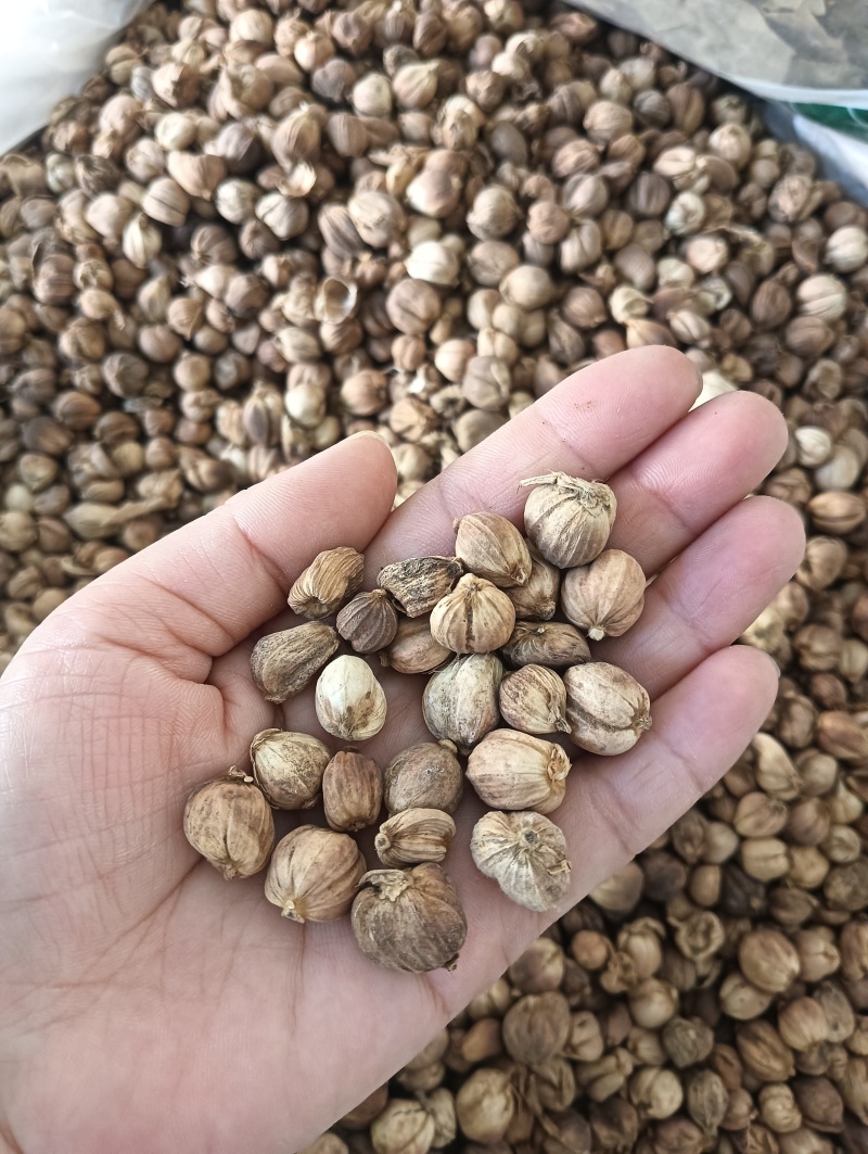 白豆蔻白蔲1斤起批现货供应批发各种中药材量大优