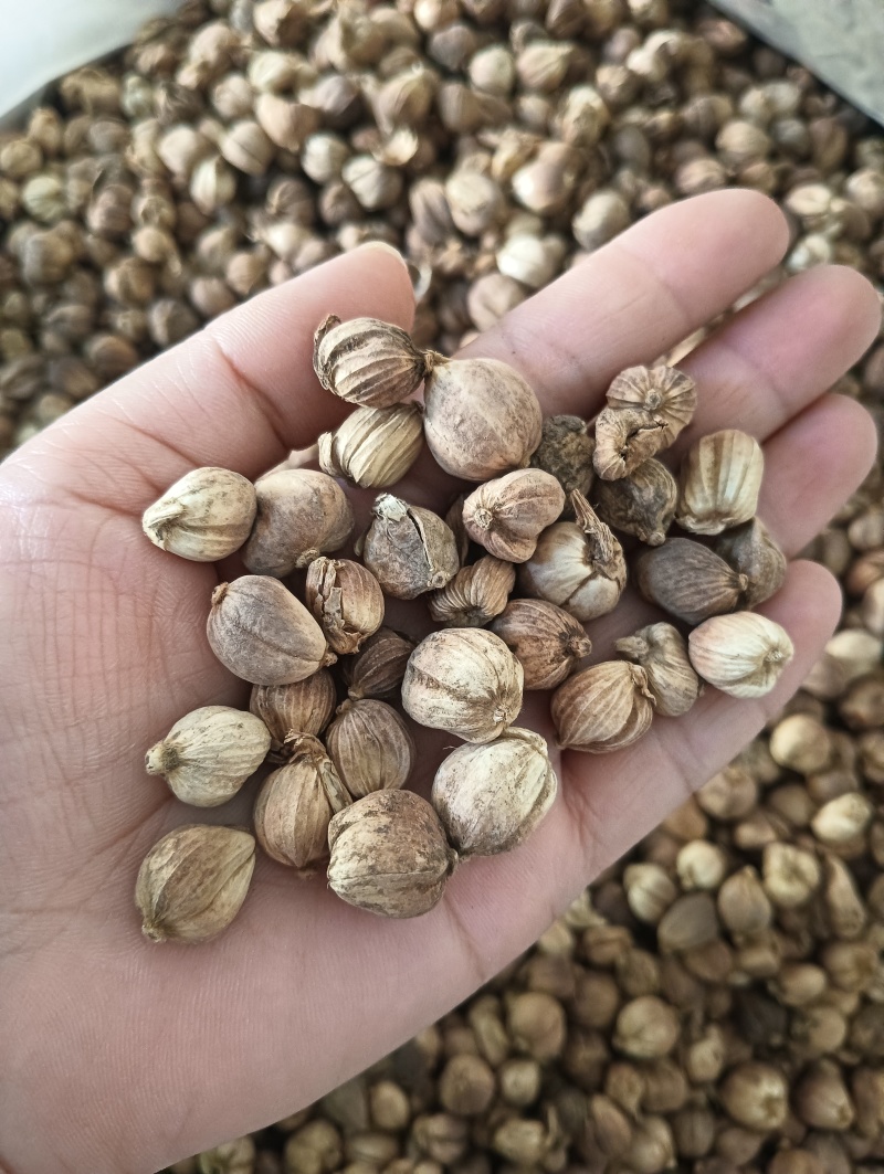 白豆蔻白蔲1斤起批现货供应批发各种中药材量大优