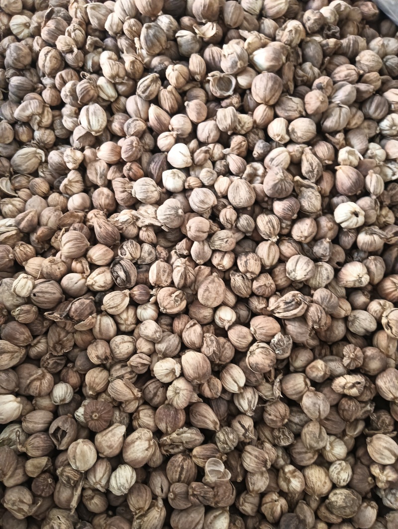 白豆蔻白蔲1斤起批现货供应批发各种中药材量大优
