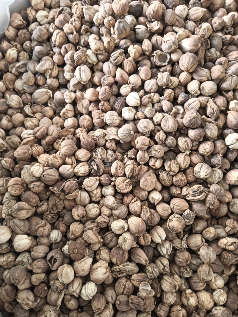 白豆蔻白蔲1斤起批现货供应批发各种中药材量大优