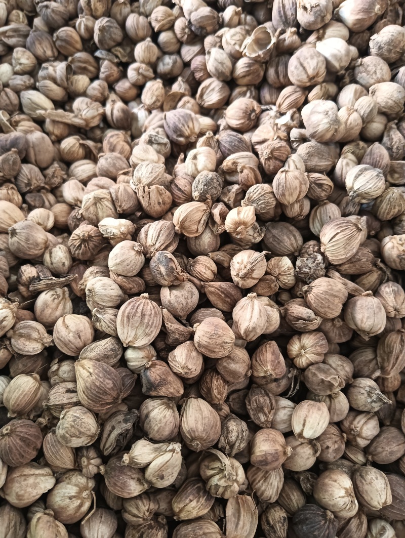 白豆蔻白蔲1斤起批现货供应批发各种中药材量大优