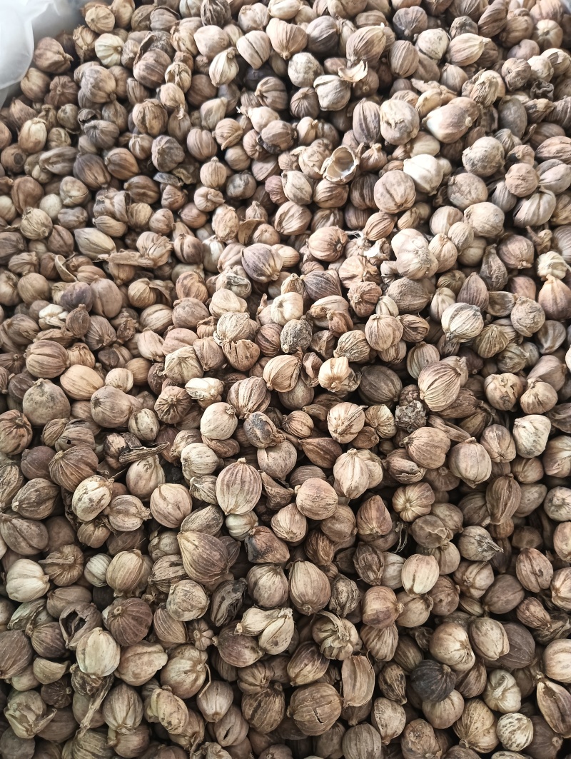 白豆蔻白蔲1斤起批现货供应批发各种中药材量大优