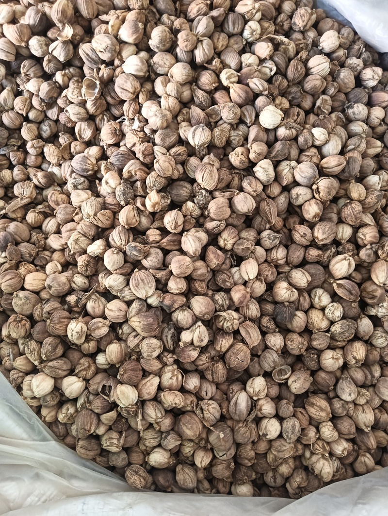 白豆蔻白蔲1斤起批现货供应批发各种中药材量大优