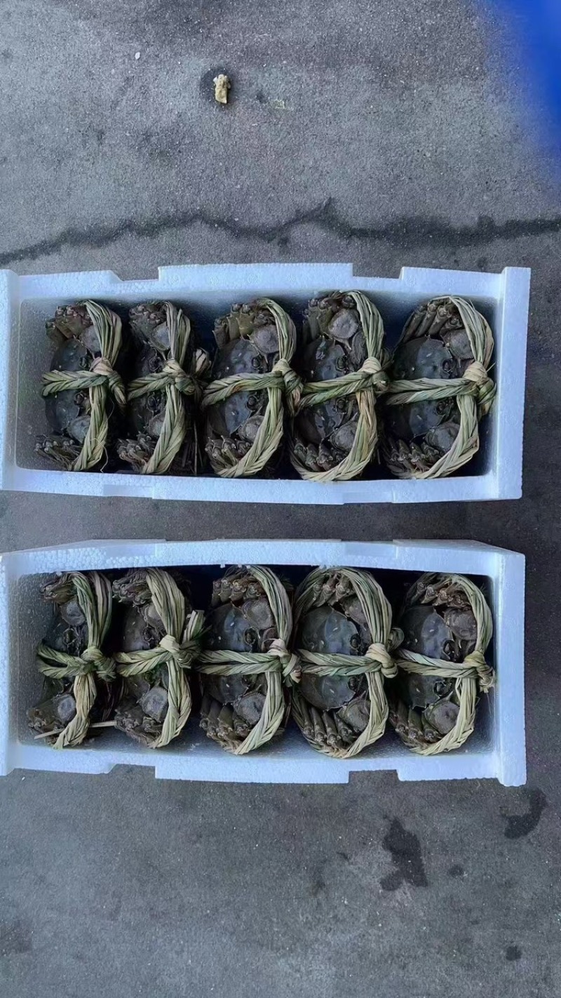 江苏阳澄湖大闸蟹，公蟹一手货源欢迎电话订货，现发