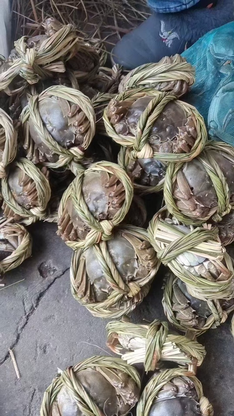 江苏阳澄湖大闸蟹，公蟹一手货源欢迎电话订货，现发