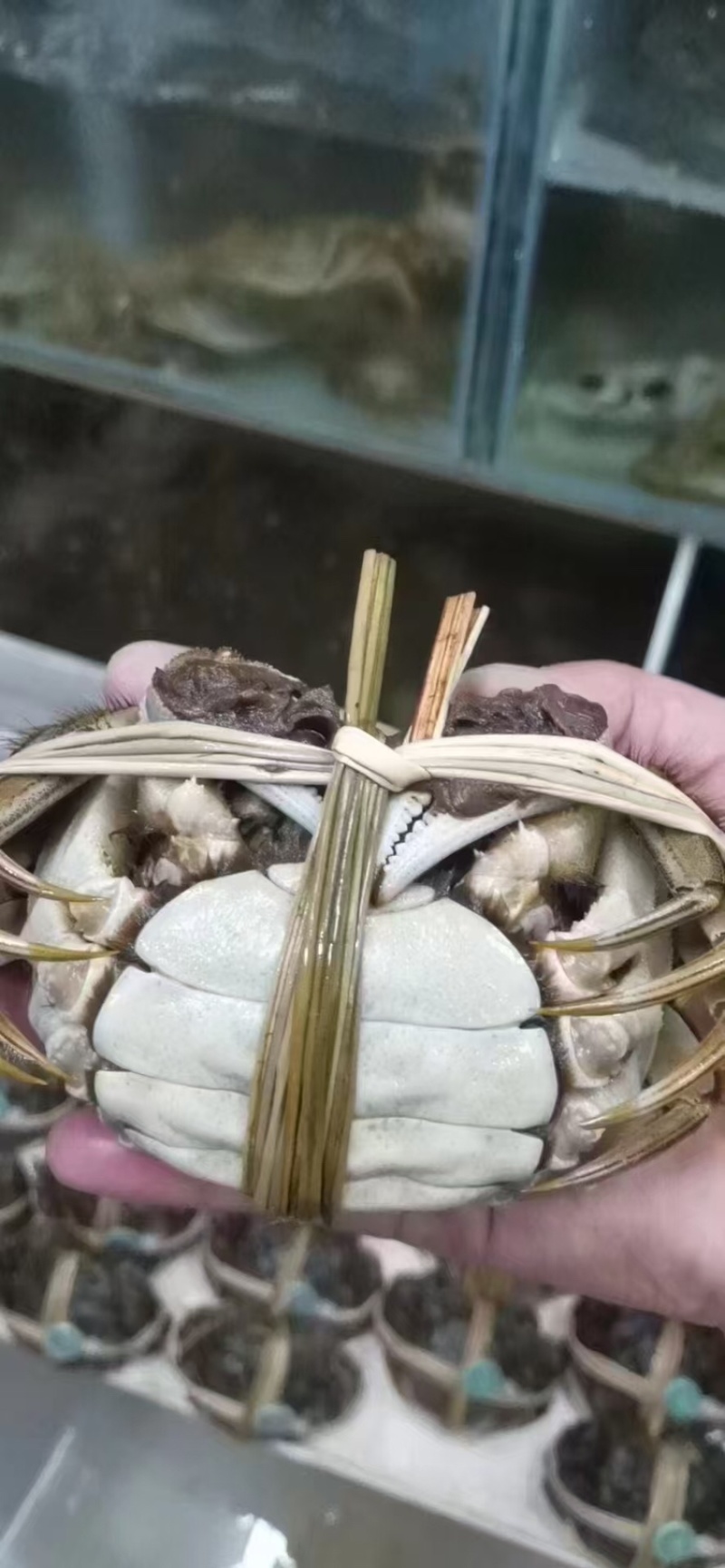 江苏阳澄湖大闸蟹，公蟹一手货源欢迎电话订货，现发