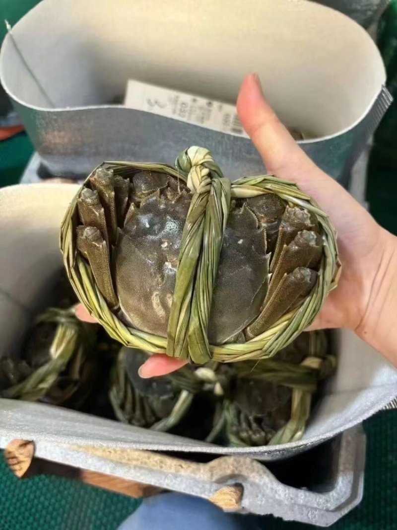 江苏阳澄湖大闸蟹，公蟹一手货源欢迎电话订货，现发