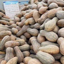 四川精品密本南瓜产地直发一手货源质量保证全国发货