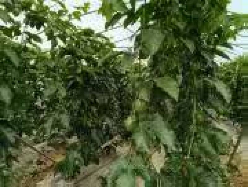 《台农一号百香果》贵州基地直发对接商超电商一条龙服务