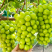 《阳光玫瑰》陕西葡萄/糖度高串形好/现摘现发/全国发货