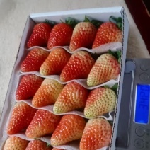 云南夏季草莓，每日现采现发