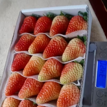 云南夏季草莓，每日现采现发