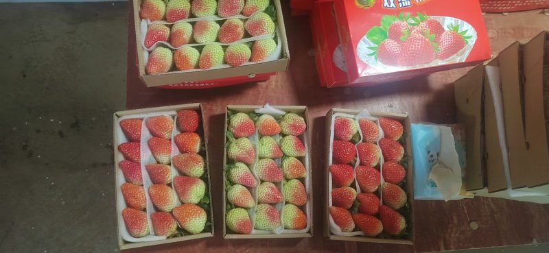 云南夏季草莓，每日现采现发