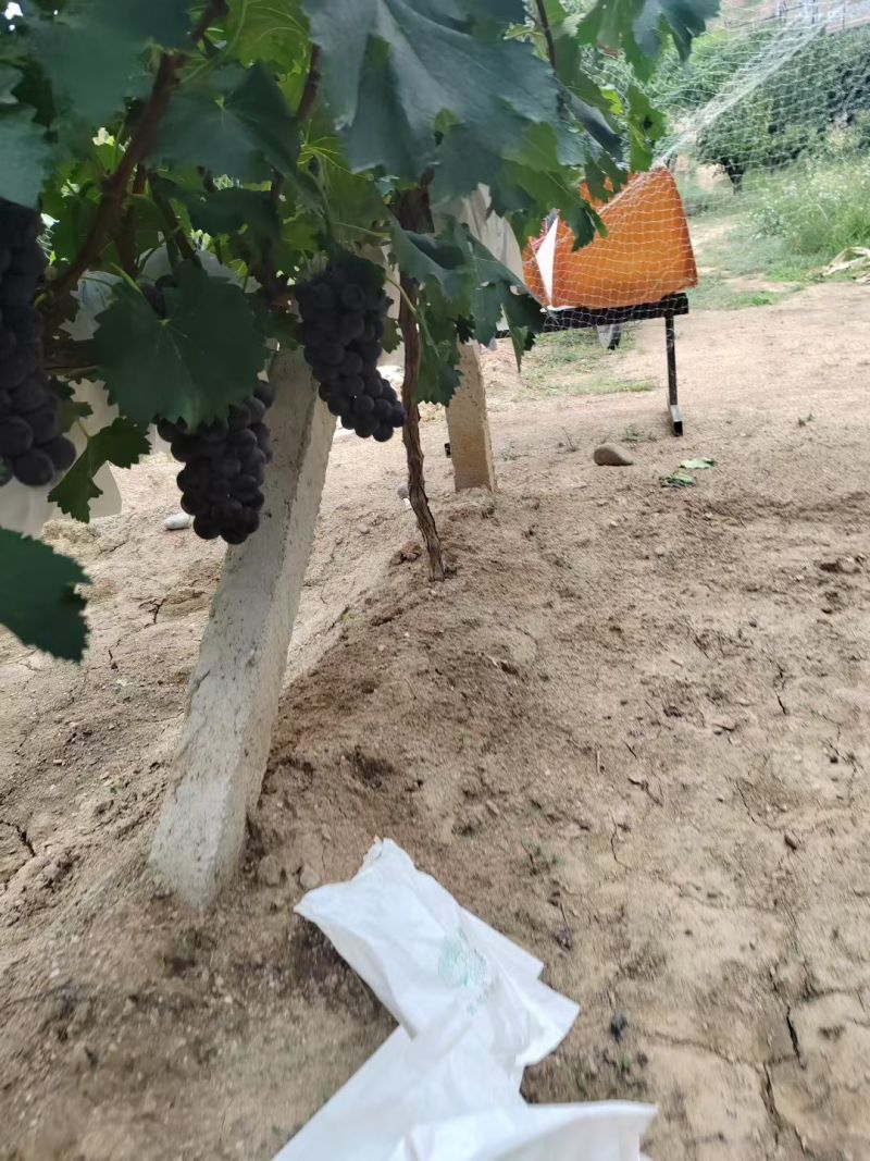巨峰葡萄，精品无籽颗粒大颜色黑，糖度高，口感好，品质优