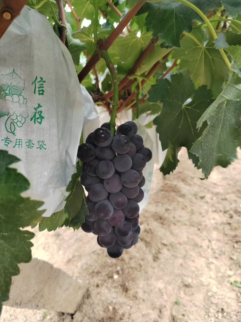 巨峰葡萄，精品无籽颗粒大颜色黑，糖度高，口感好，品质优
