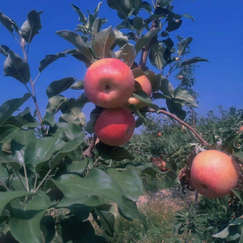 山西运城美八苹果上市