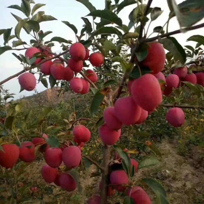 精品鸡心苹果口感甜脆耐运舒欢迎你来合作代办有厂地