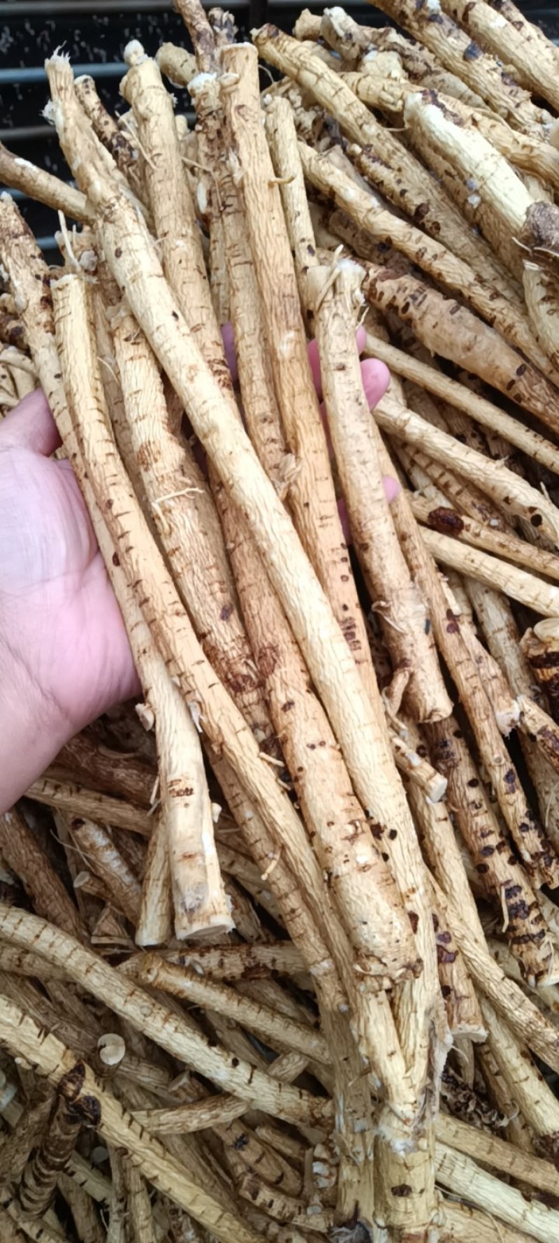 黄芪个子产地直销，价格优惠，现货秒发量大从优