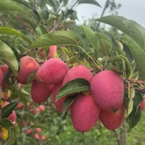 精品鸡心苹果口感甜脆耐运舒欢迎你来合作代办有厂地