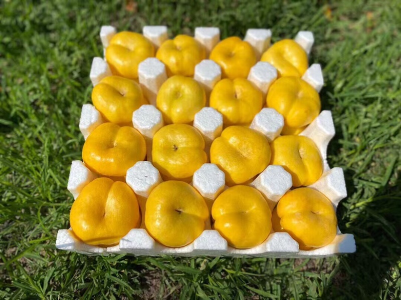 蒙阴蜜桃黄金油蟠桃新鲜现摘