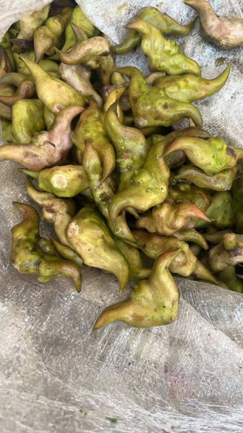 新鲜菱角，湖北产地直发，规格多样，对接市场商超，电联采购