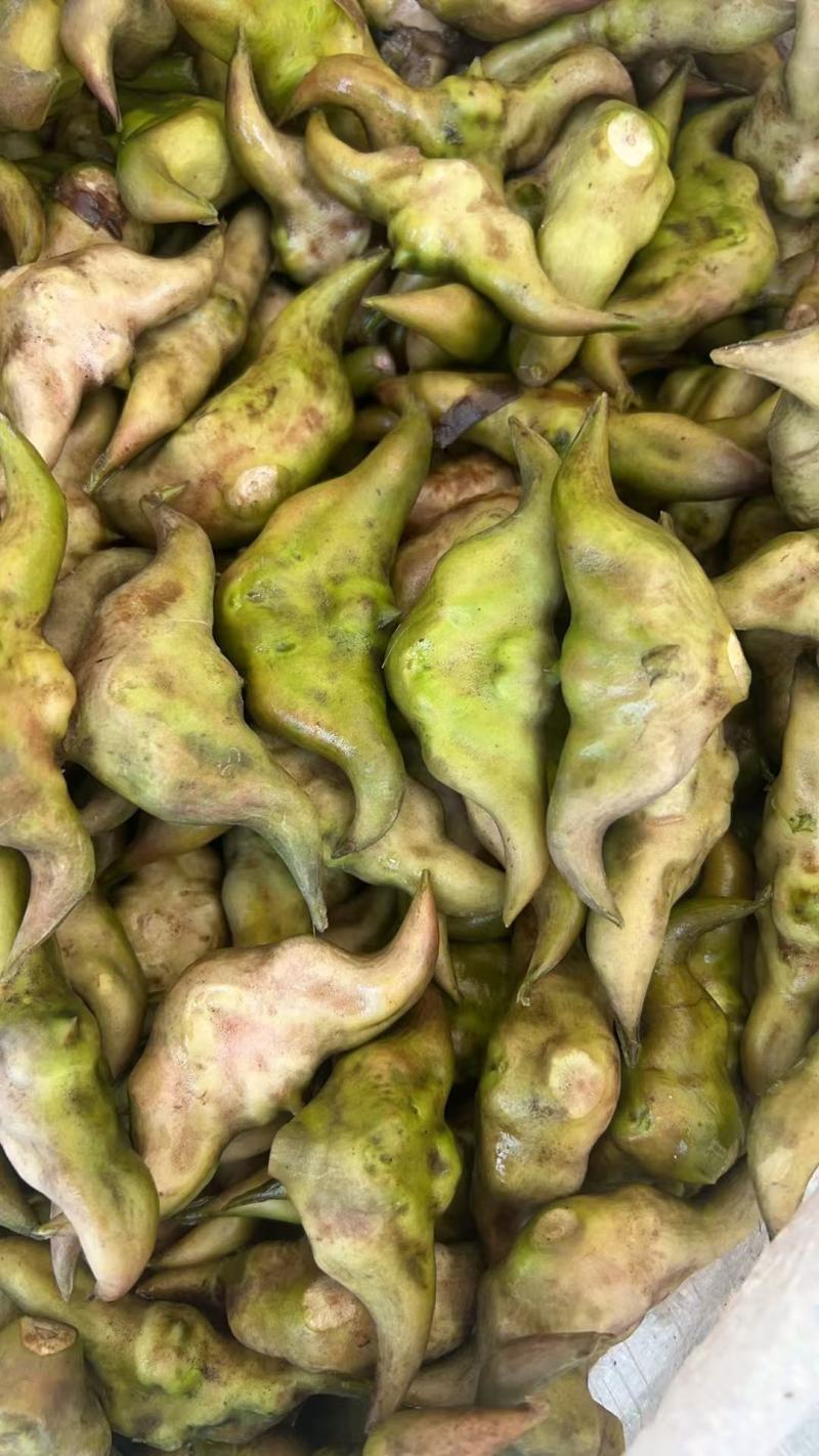 新鲜菱角，湖北产地直发，规格多样，对接市场商超，电联采购