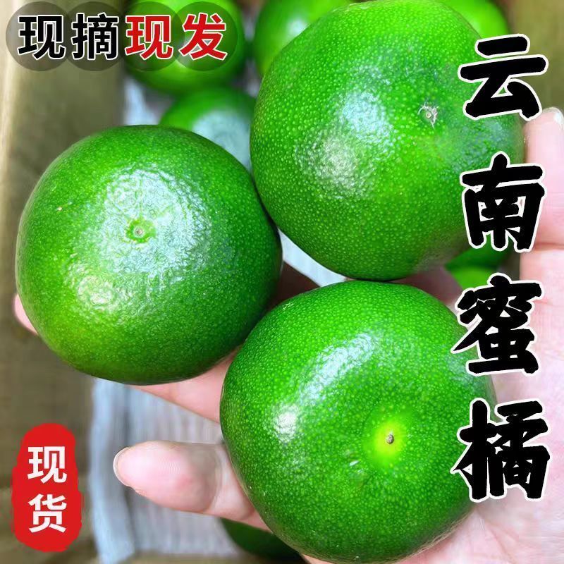 【酸甜多汁】云南蜜橘无核薄皮橘子青皮桔子时令水果当季现货现摘
