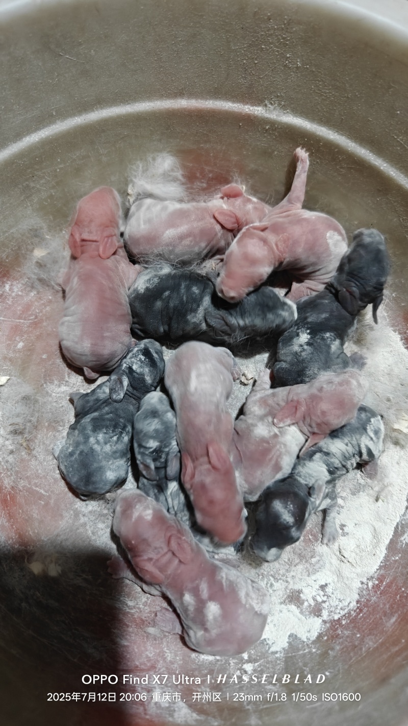 伊高乐肉兔，好吃又美味