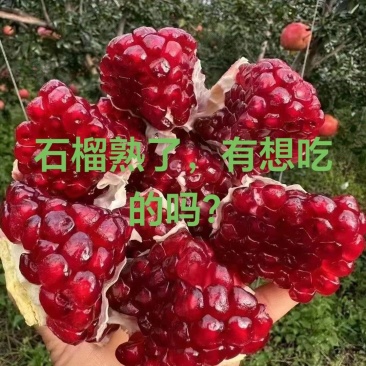 大凉山会理突尼斯软子石榴成熟了！欢迎各大采购商前来采购