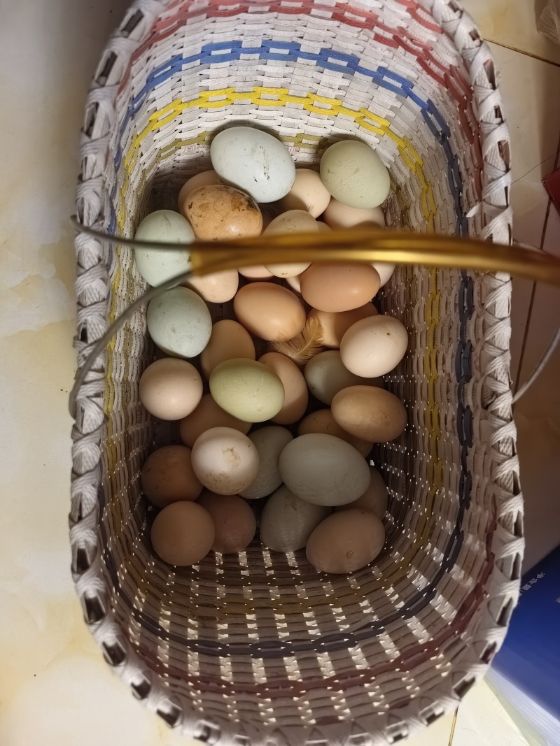 农村散养土鸡蛋