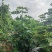 无花果当年苗