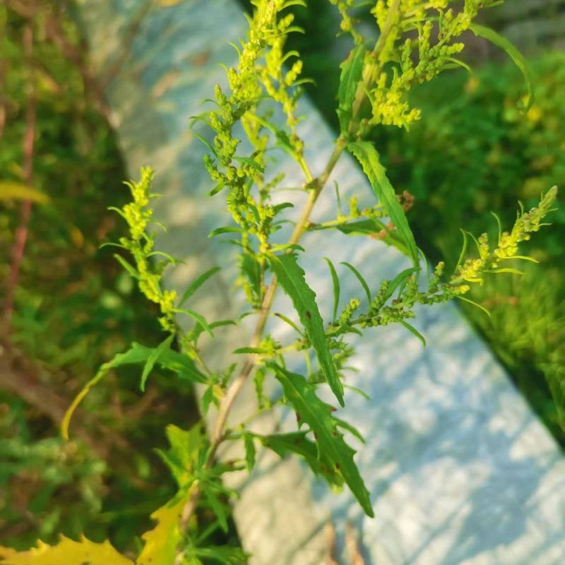 土荆芥：别名：臭草、臭藜藿、杀虫芥、钩虫草、鹅脚草、狗咬