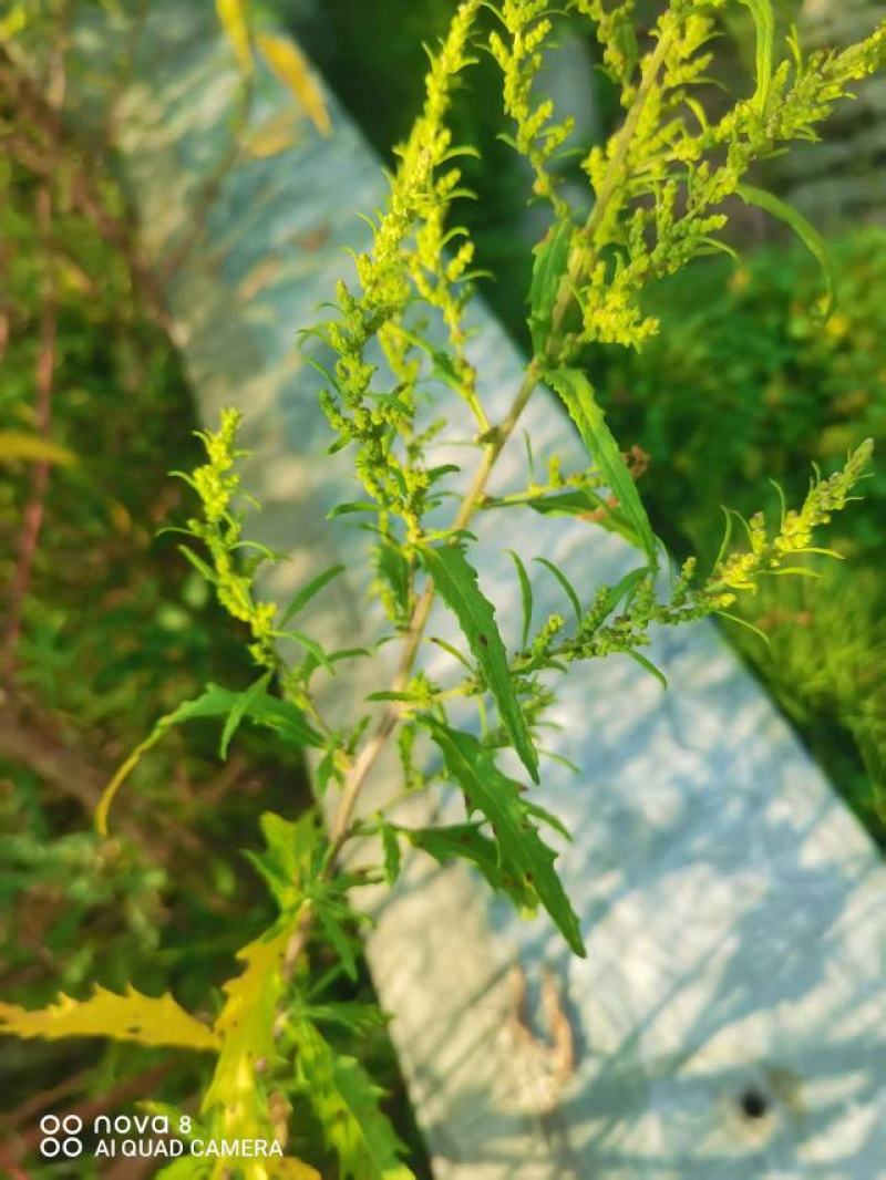 土荆芥：别名：臭草、臭藜藿、杀虫芥、钩虫草、鹅脚草、狗咬