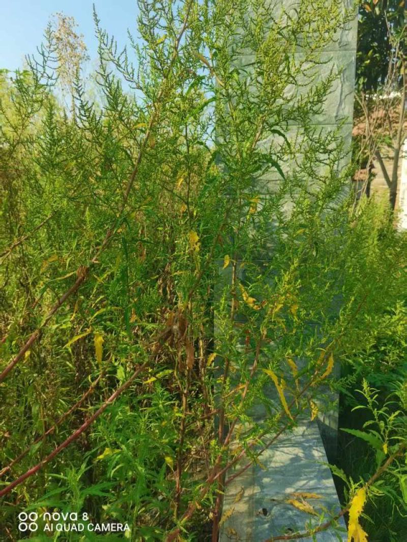 土荆芥：别名：臭草、臭藜藿、杀虫芥、钩虫草、鹅脚草、狗咬