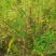 土荆芥：别名：臭草、臭藜藿、杀虫芥、钩虫草、鹅脚草、狗咬