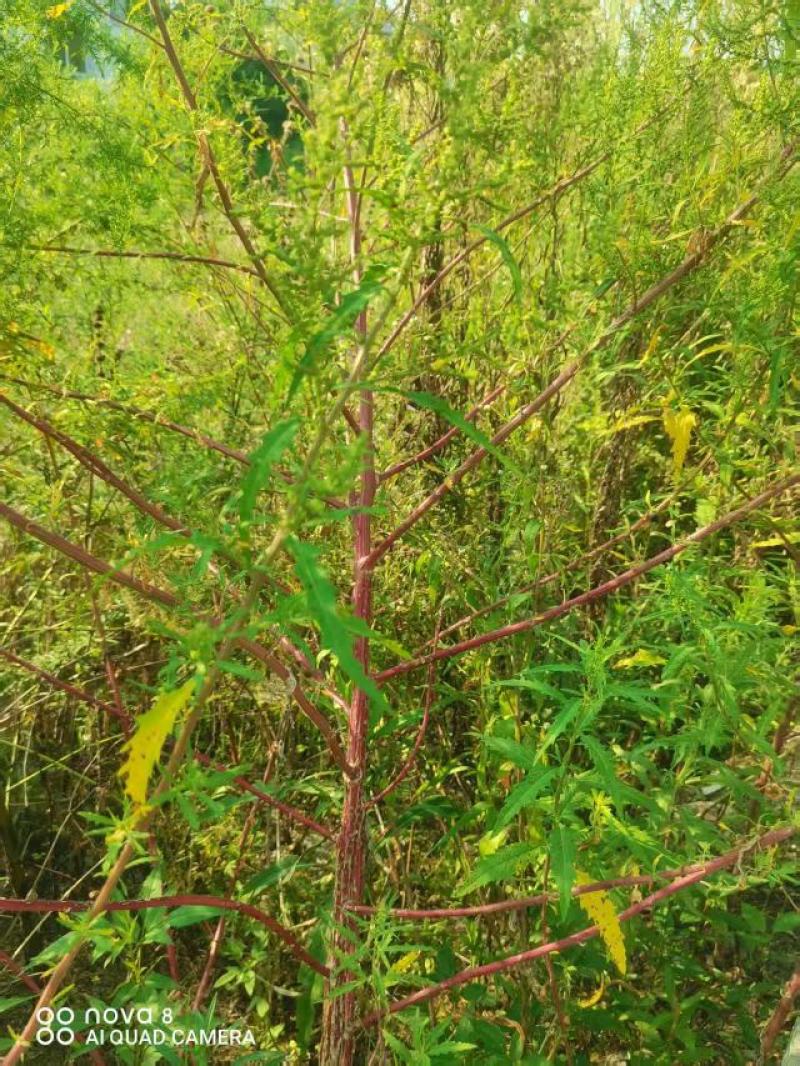 土荆芥：别名：臭草、臭藜藿、杀虫芥、钩虫草、鹅脚草、狗咬