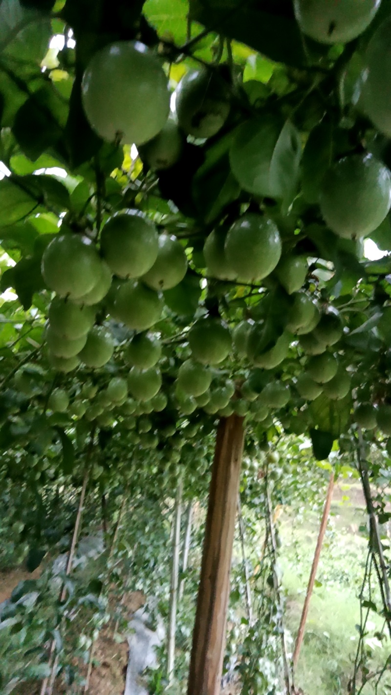 百香果