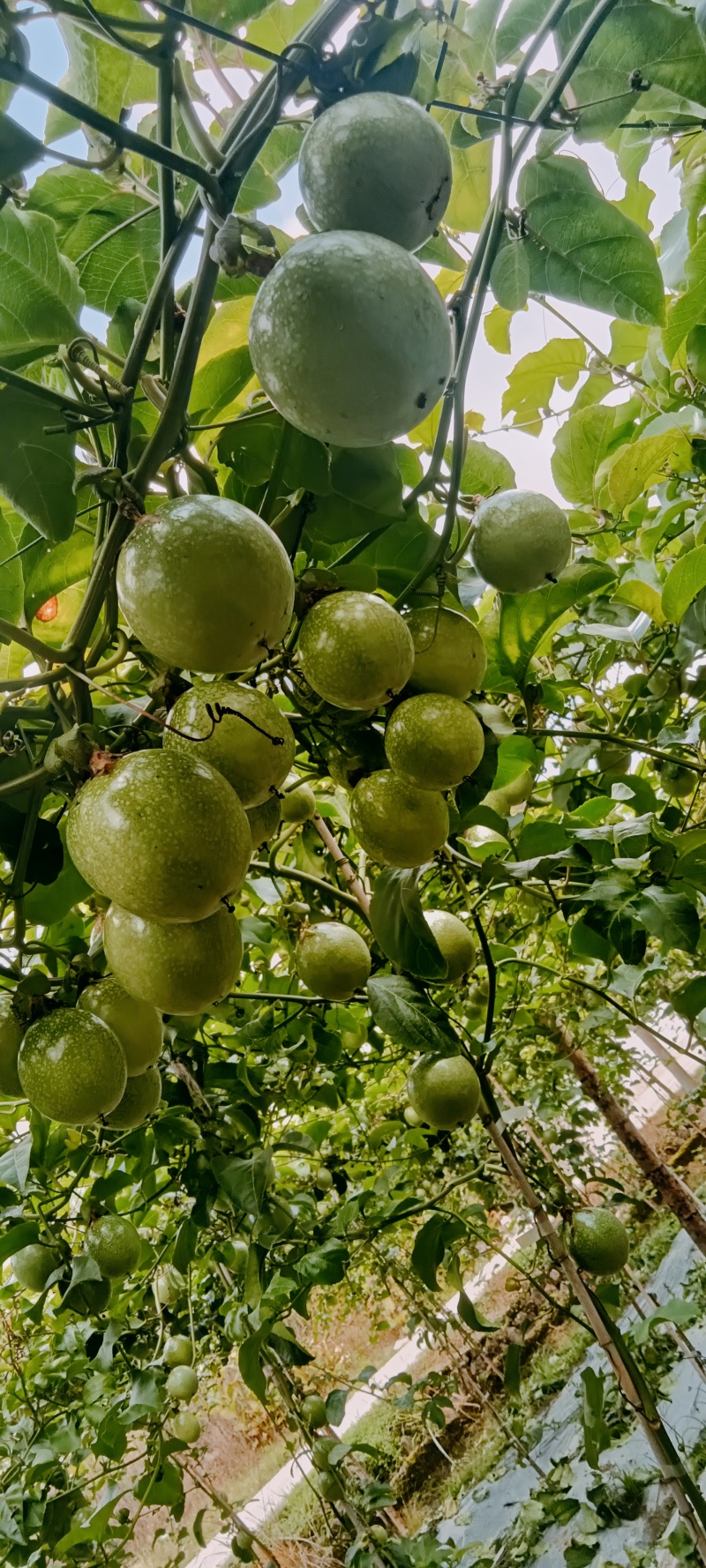 百香果