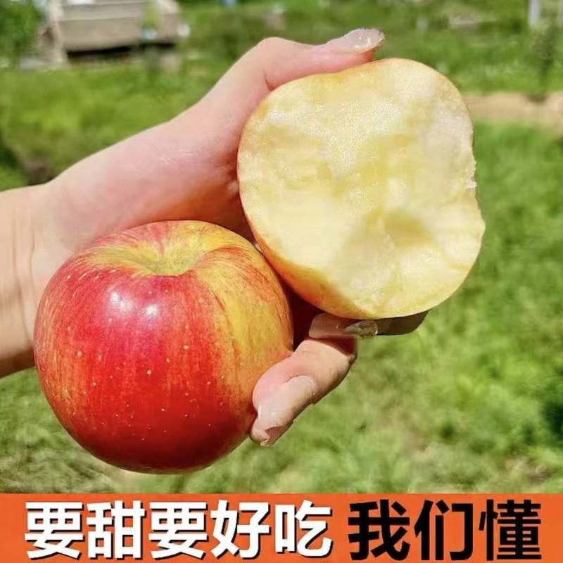 鲁丽苹果产区直发保质保量供货对接全国