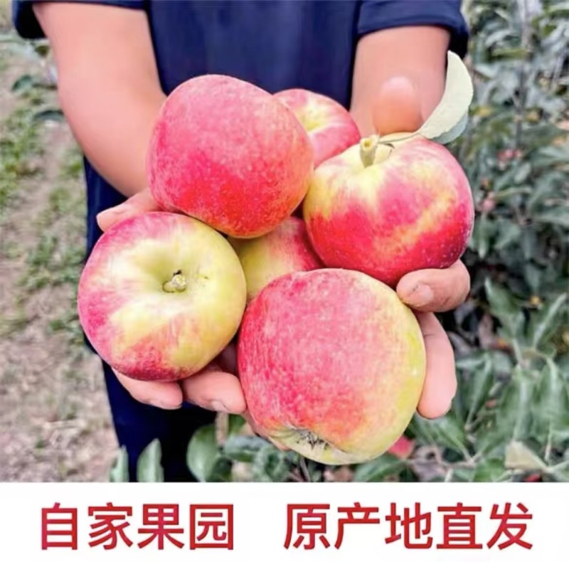 鲁丽苹果产区直发保质保量供货对接全国