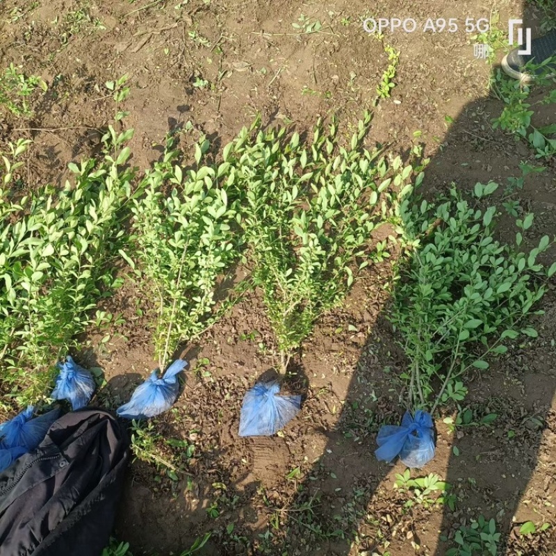 水蜡小叶女贞绿叶水蜡基地山西水蜡价格