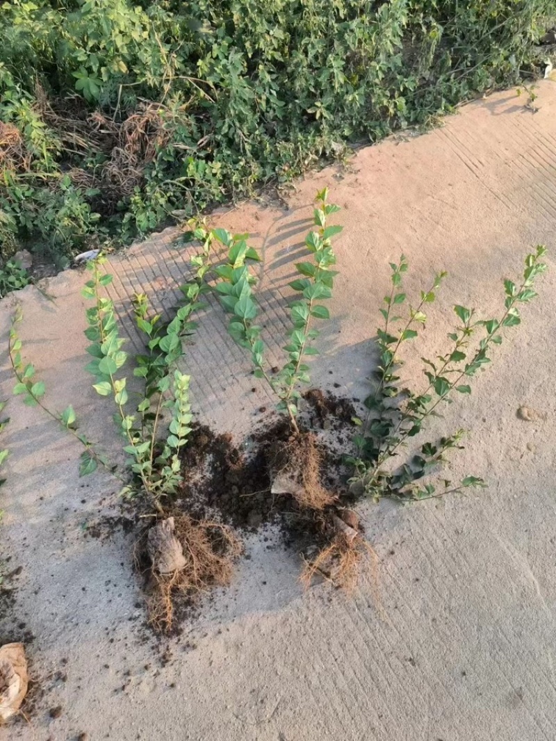 水蜡小叶女贞绿叶水蜡基地山西水蜡价格