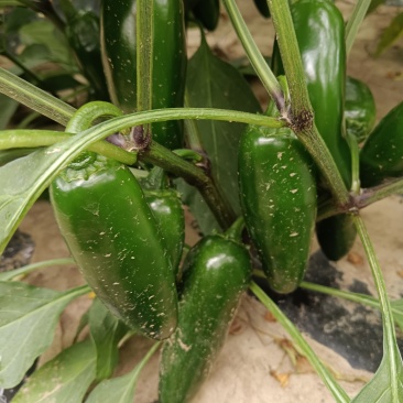 出售岗椒，秧好，交通方便